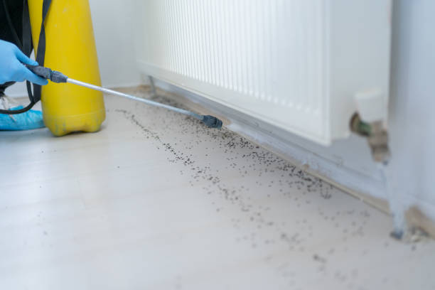 Best Wasp Removal Services  in Rockfish, NC