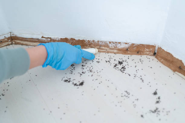 Best Wasp Removal Services  in Rockfish, NC